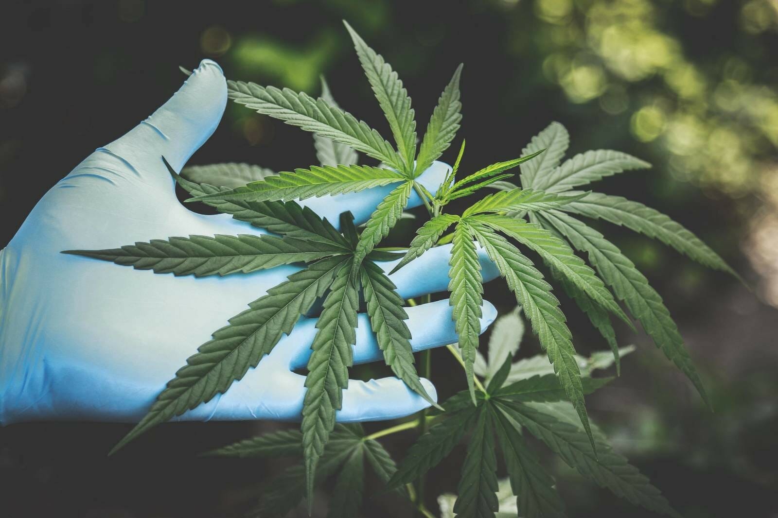 Buy cannabis Online Grasslife | BudsByMail Canada