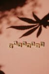 cannabis weed | BudsByMail Canada