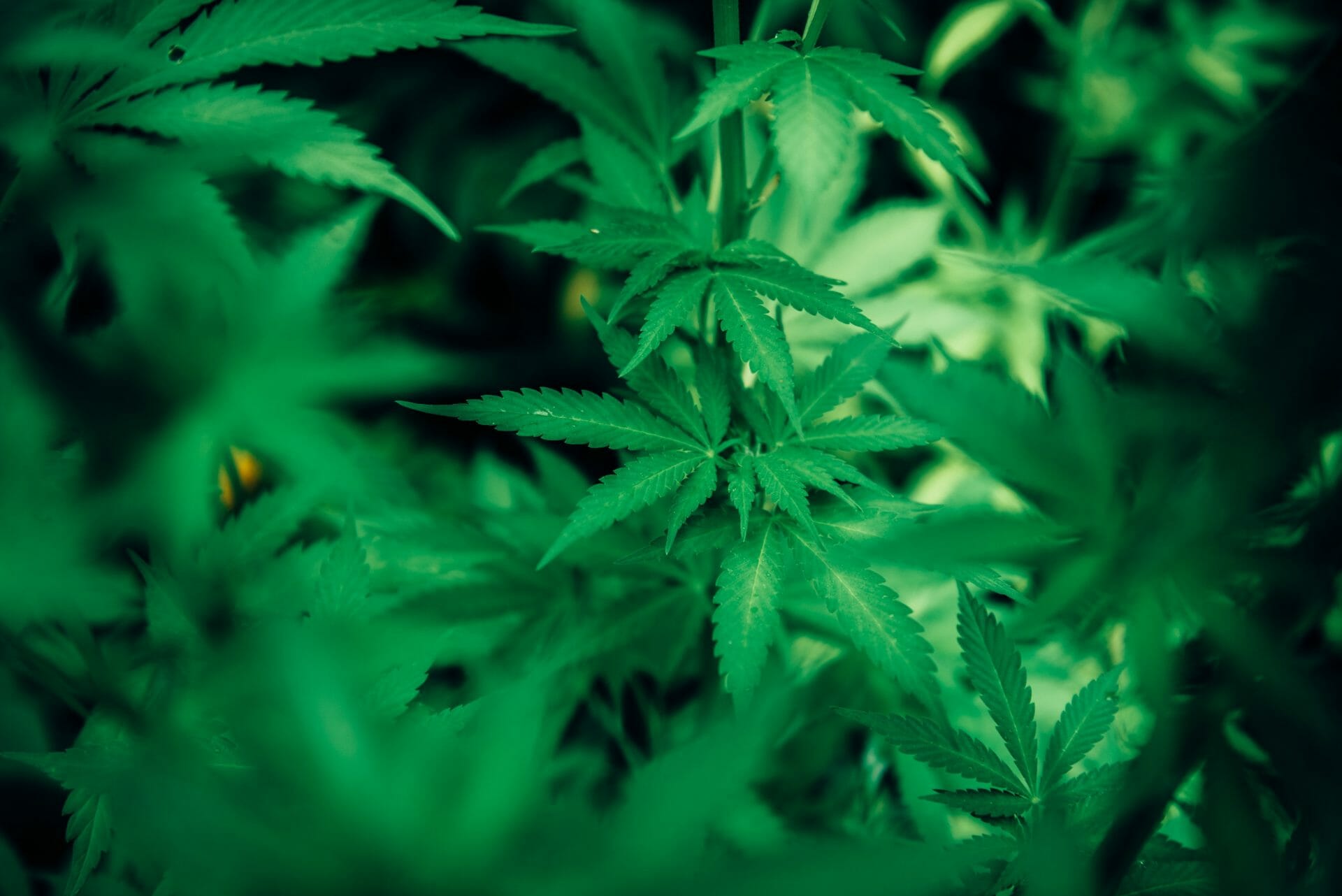 wholesale Cannabis | BudsByMail Canada