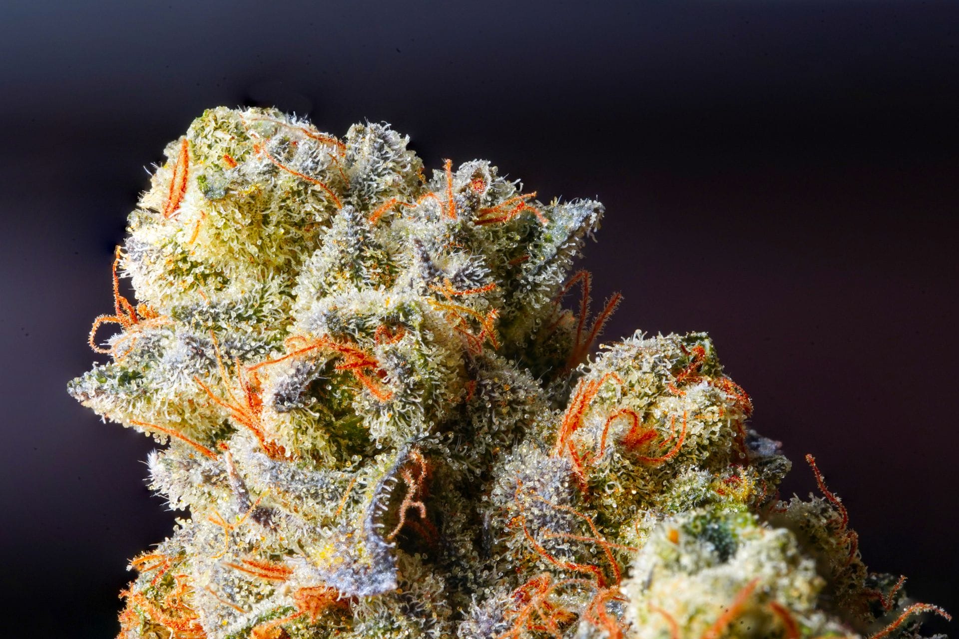 | BudsByMail Canada Weed Delivery Canada_ Top Hybrid Selection | BudsByMail Canada